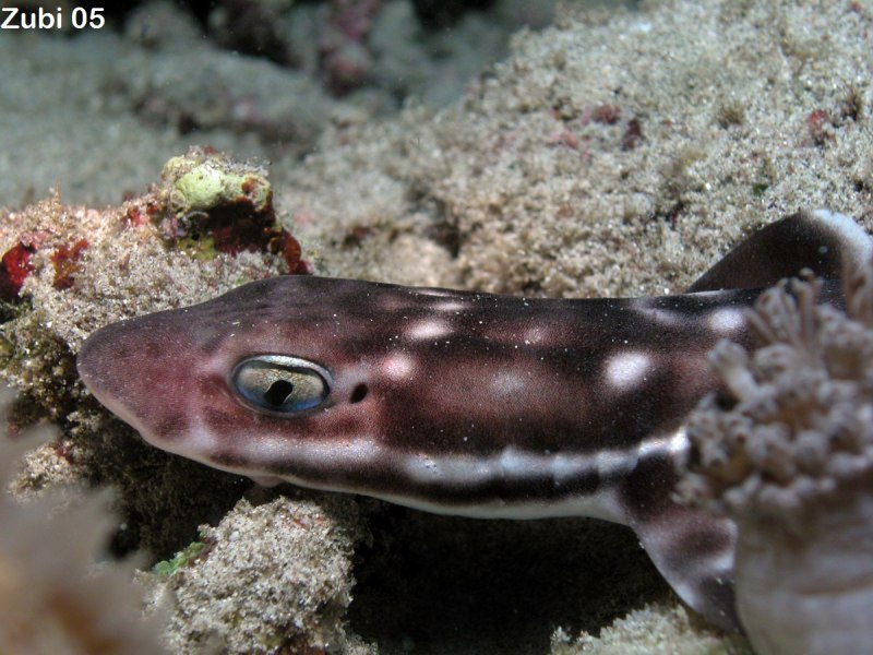 Atelomycterus macleayi