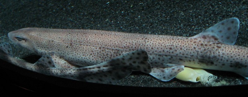 Scyliorhinus Tokubee
