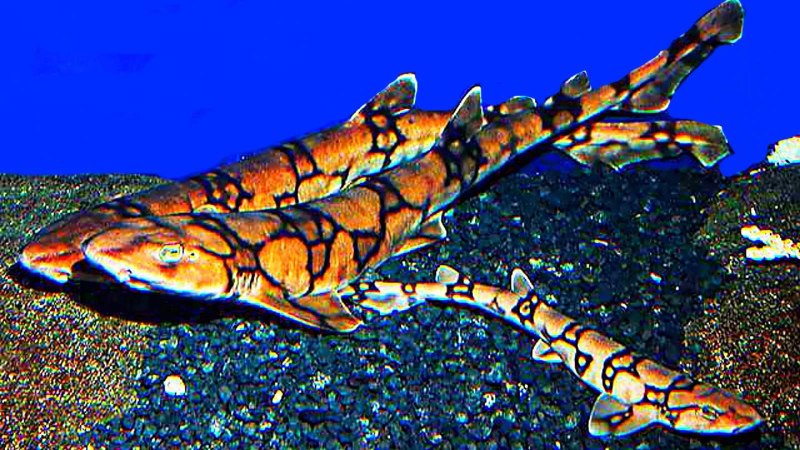 Chain catshark