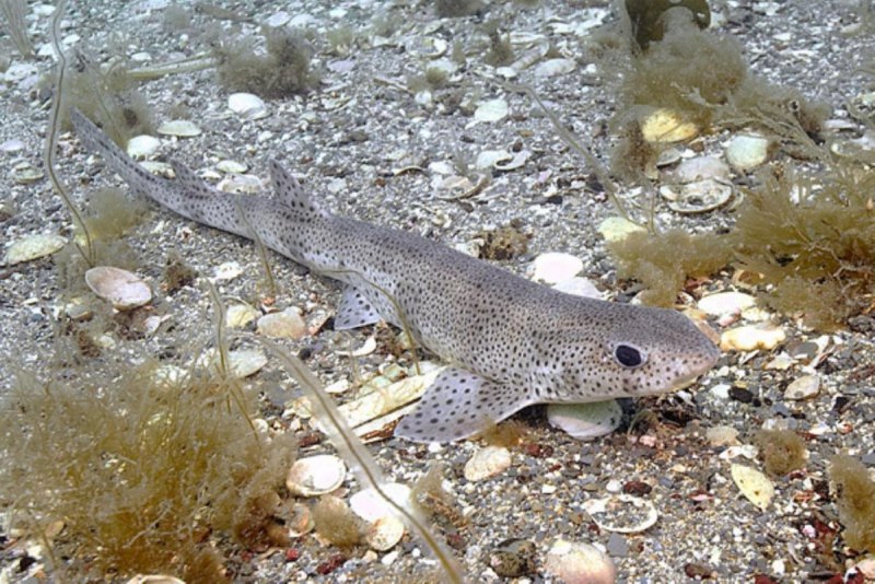 Scyliorhinus акула