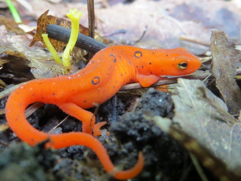 Triturus marmoratus