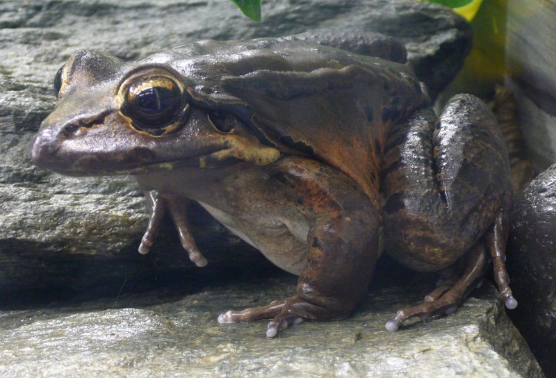 Обыкновенный Тритон Ланца Triturus vulgaris Lantzi