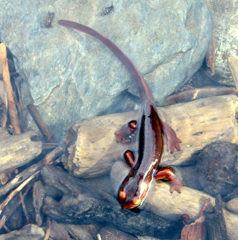Leptodactylus fallax