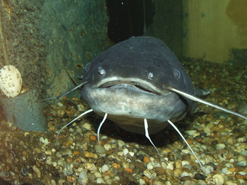 Морда сома