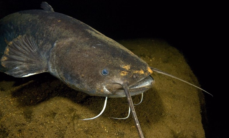 Mekong giant Catfish