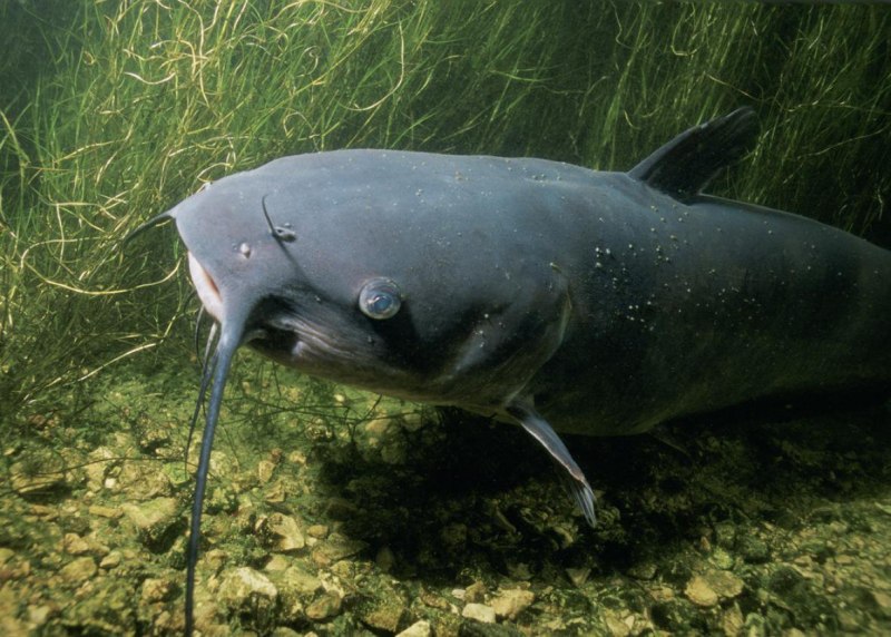 Канальный сомик Ictalurus punctatus