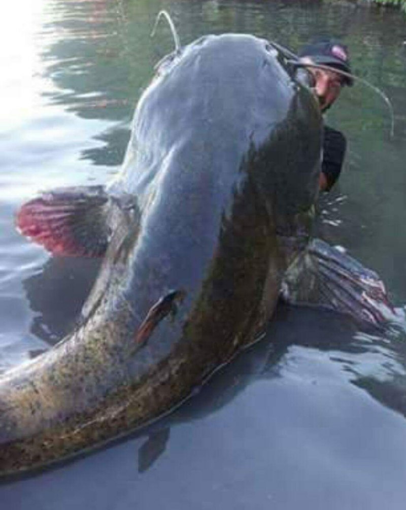 Catfish рыба