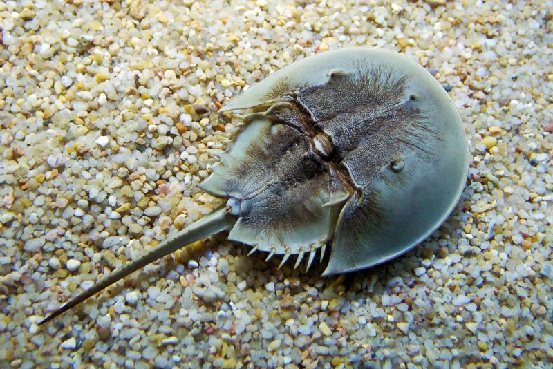 Мечехвост Limulus Polyphemus