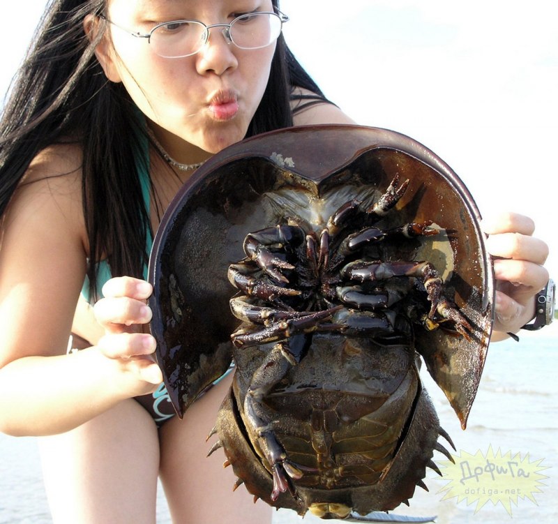 Мечехвост Limulus Polyphemus