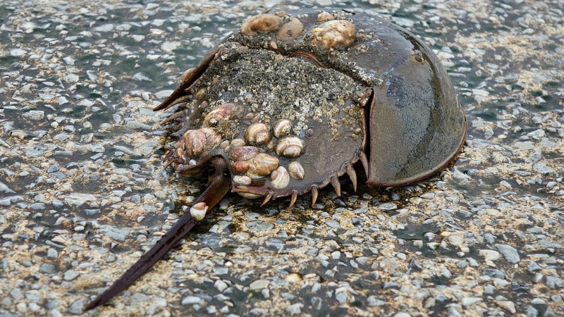 Мечехвост Limulus Polyphemus