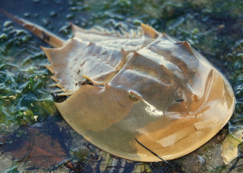 Краб мечехвост