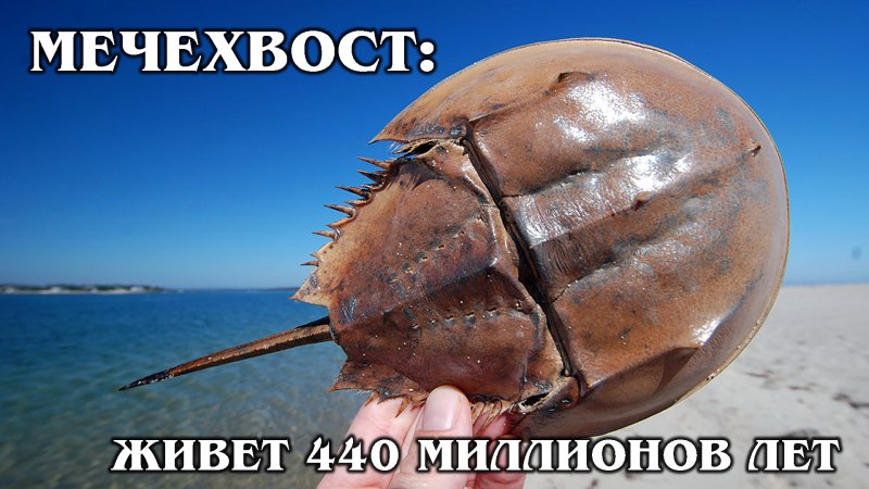 Морепродукты мечехвост