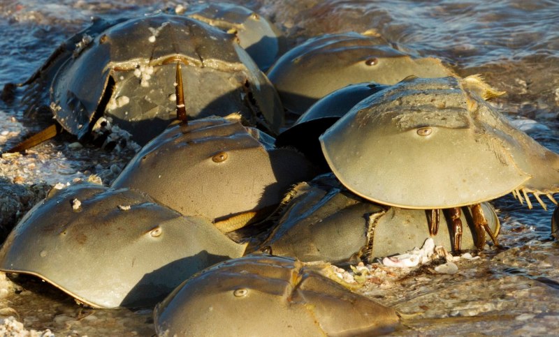 Мечехвосты ордовика