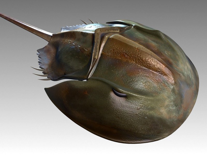 Краб подкова мечехвост