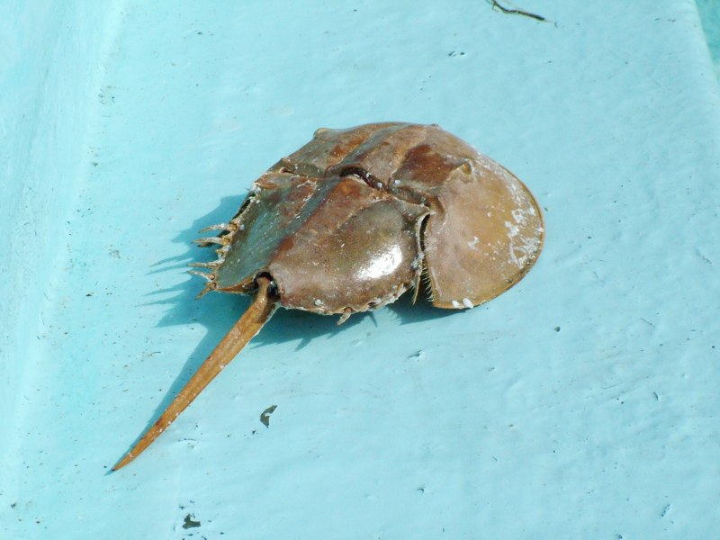 Мечехвост Limulus Polyphemus