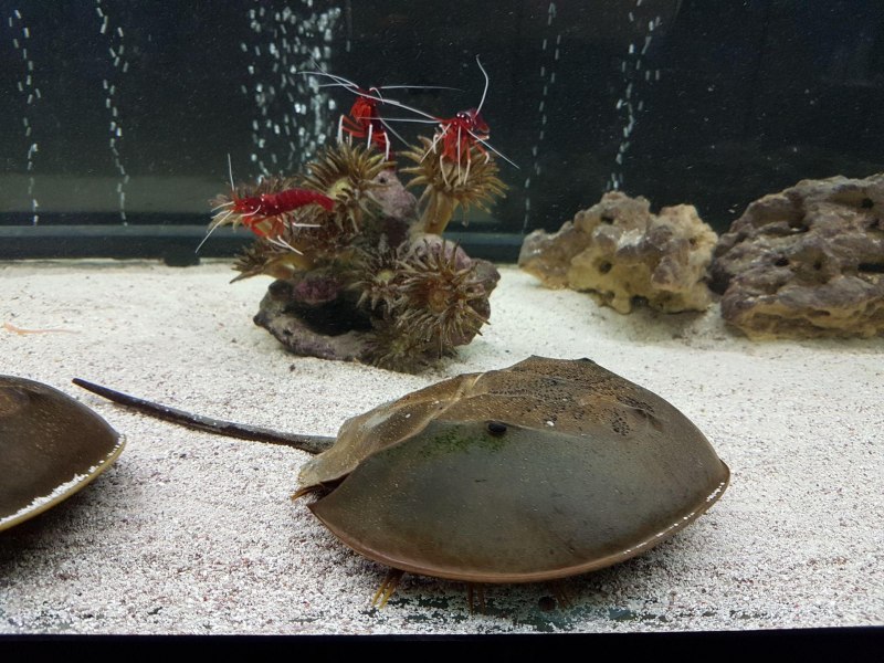 Краб подкова мечехвост