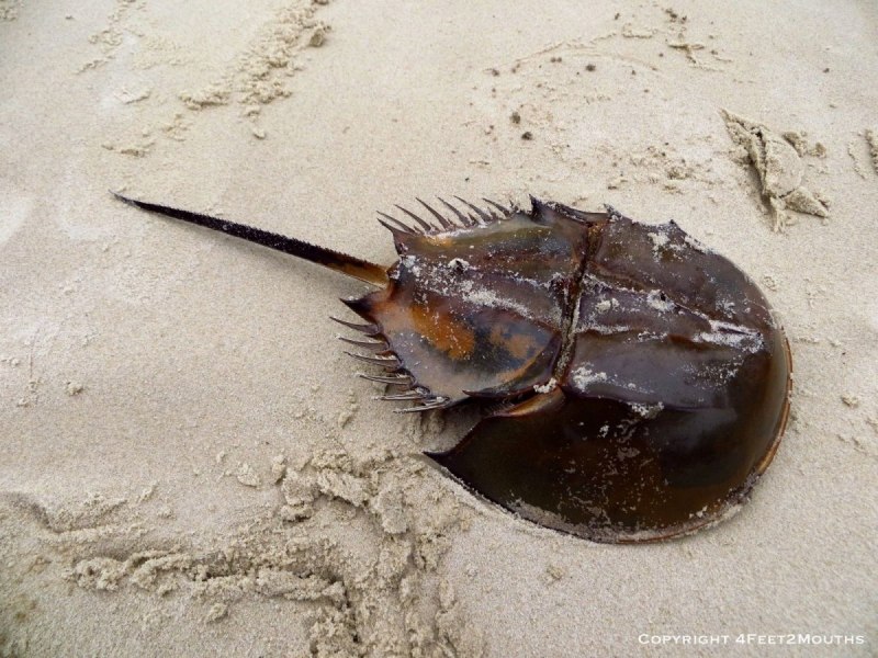 Жук мечехвост