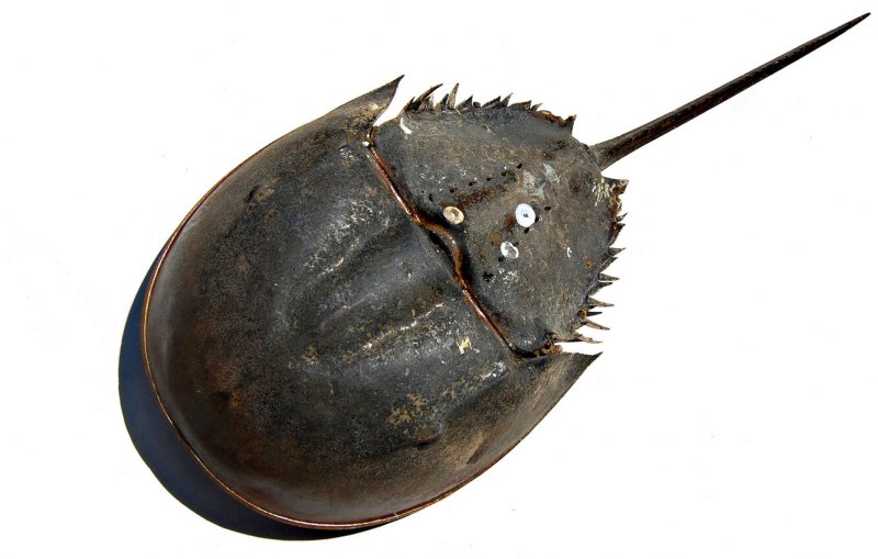 Панцирный мечехвост