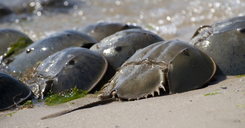 Мечехвост Реликт