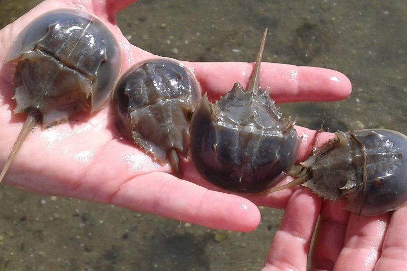 Атлантический мечехвост