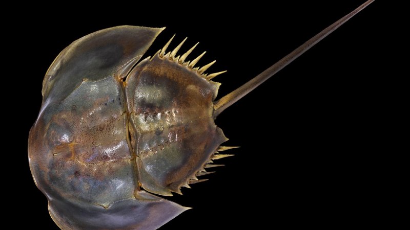 Краб мечехвост