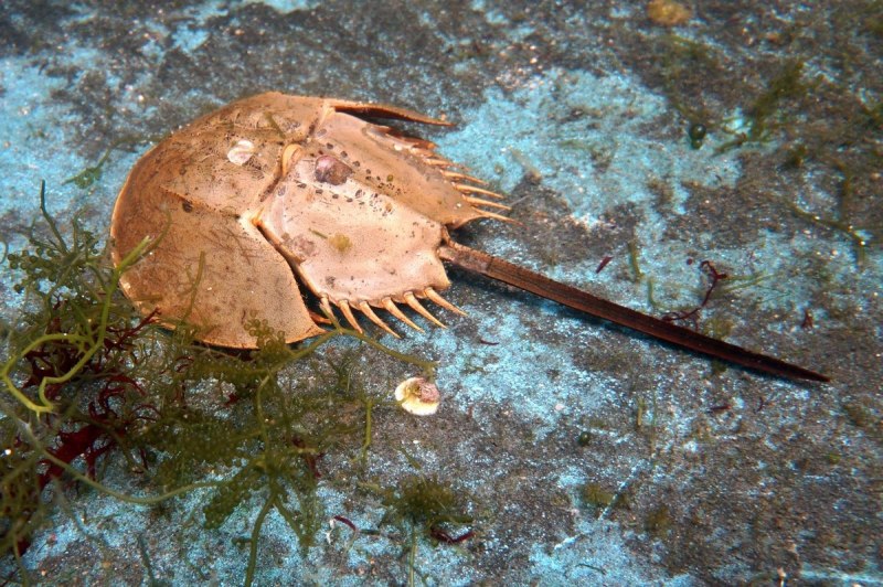 Мечехвост Limulus Polyphemus
