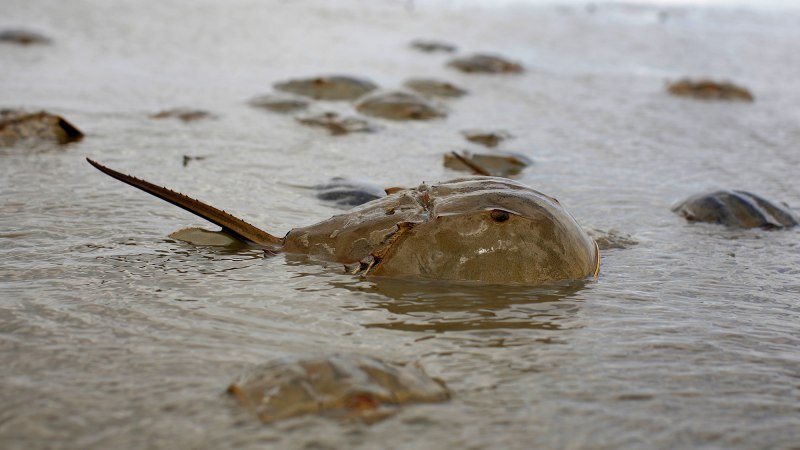 Мечехвост ракообразное