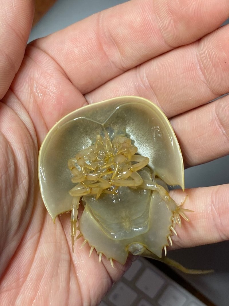 Мечехвосты ордовика