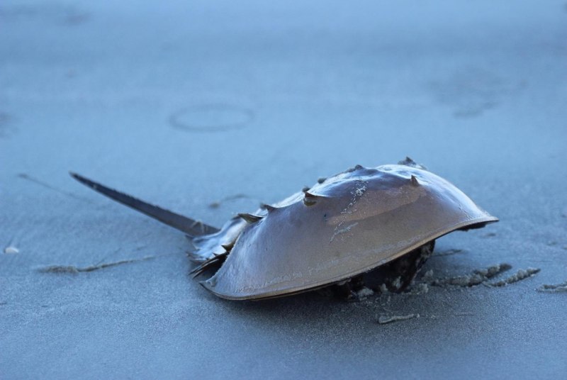 Мечехвост голубая кровь