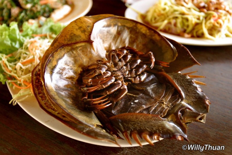 Панцирь мечехвоста