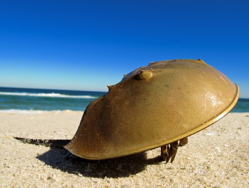 Мечехвост ракообразное