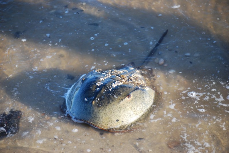 Мечехвост доисторический гигант
