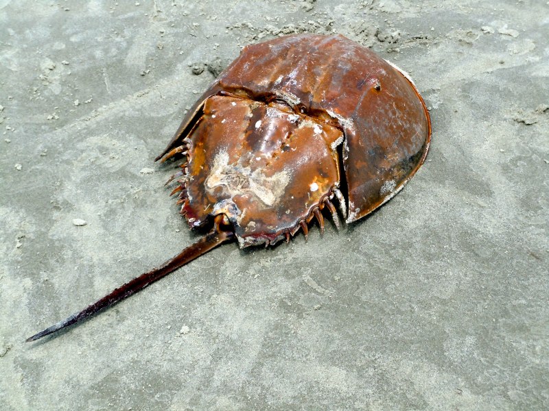 Мечехвост аквариумная рыбка