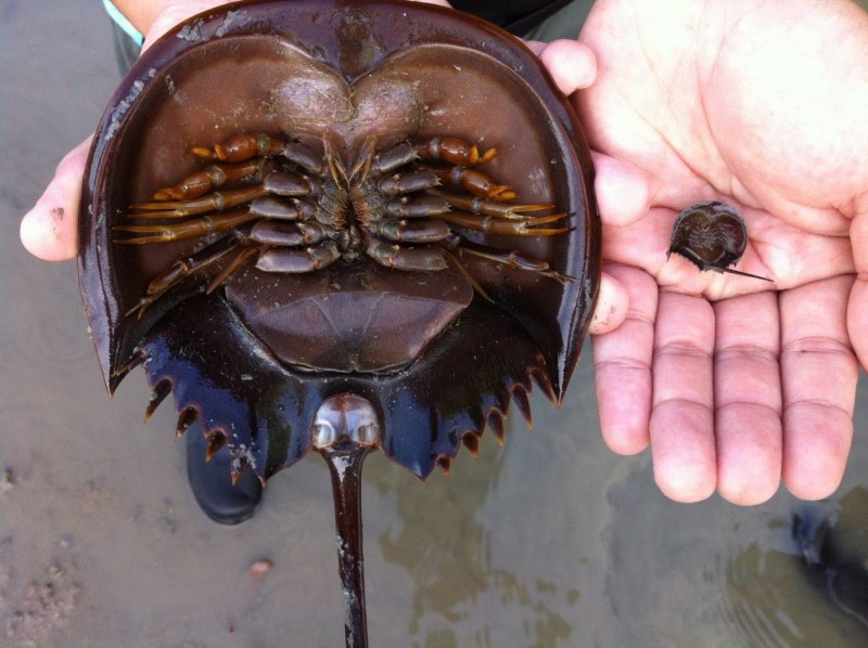 Меченосец Трилобит