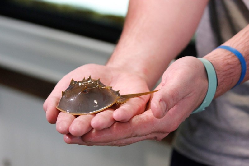 Жук мечехвост