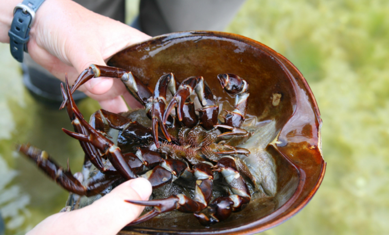 Мангровый мечехвост