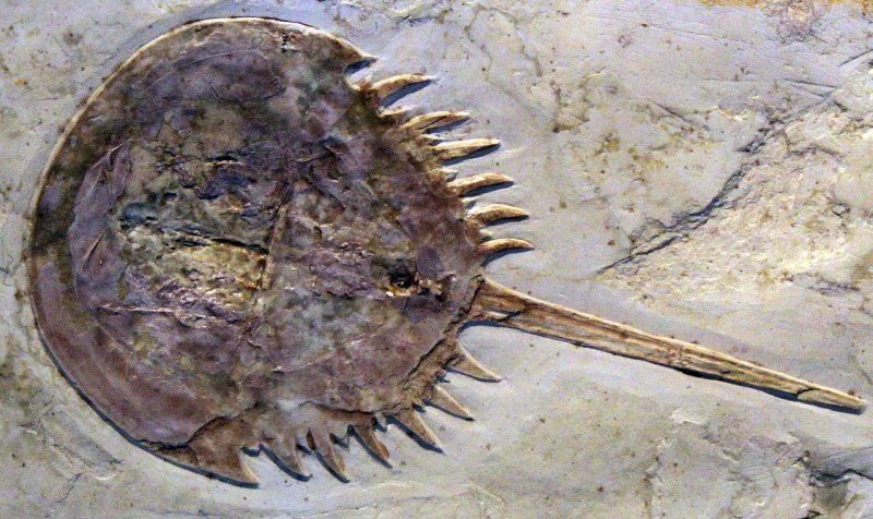 Мечехвост Limulus Polyphemus