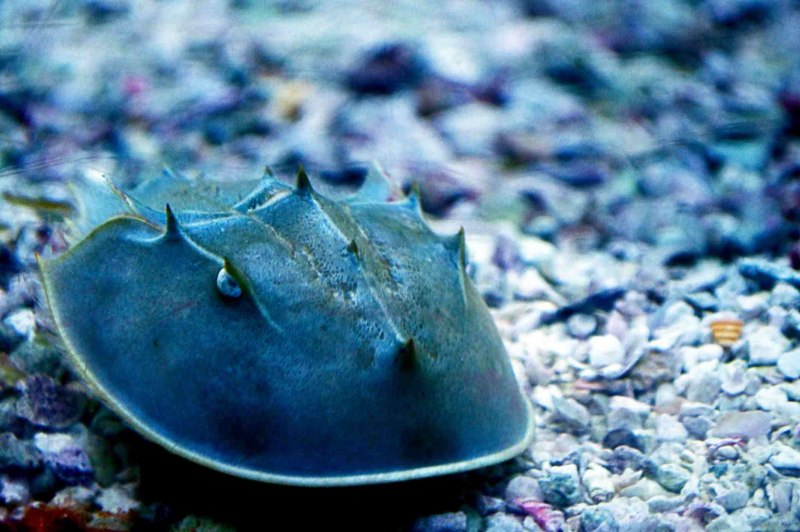 Мечехвост Limulus Polyphemus