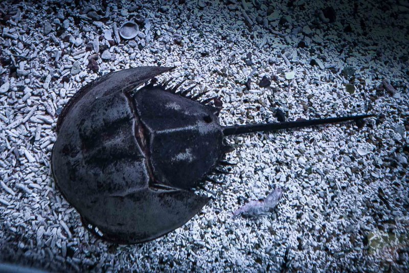 Бухта мечехвоста