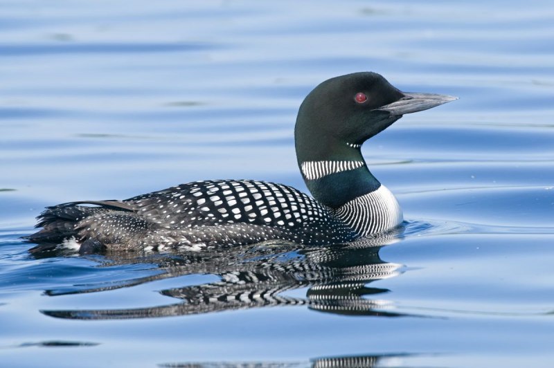 Гагара чернозобая (Gavia Arctica)