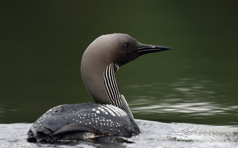 Гагара чернозобая (Gavia Arctica)