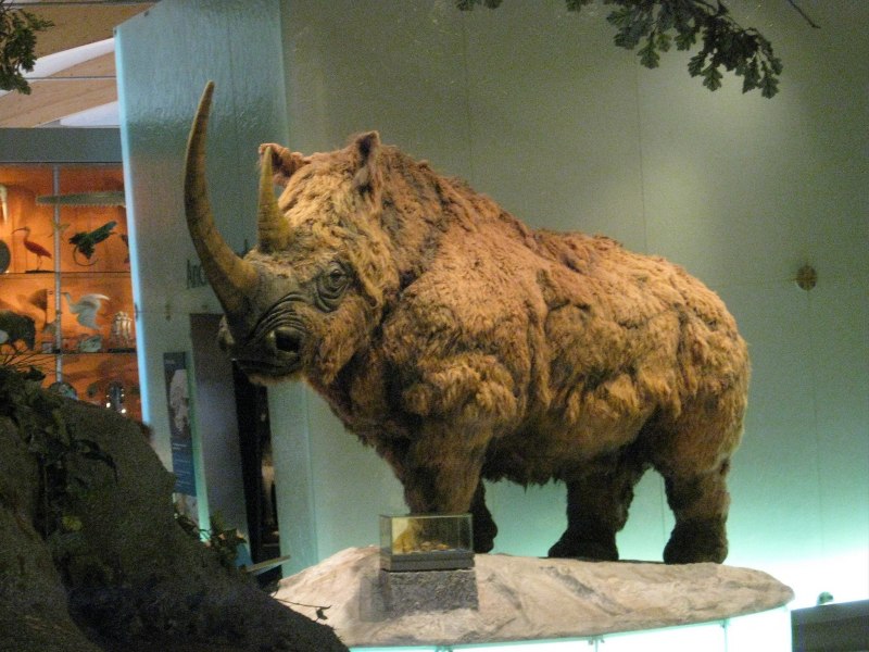 Сибирский Единорог (Elasmotherium)