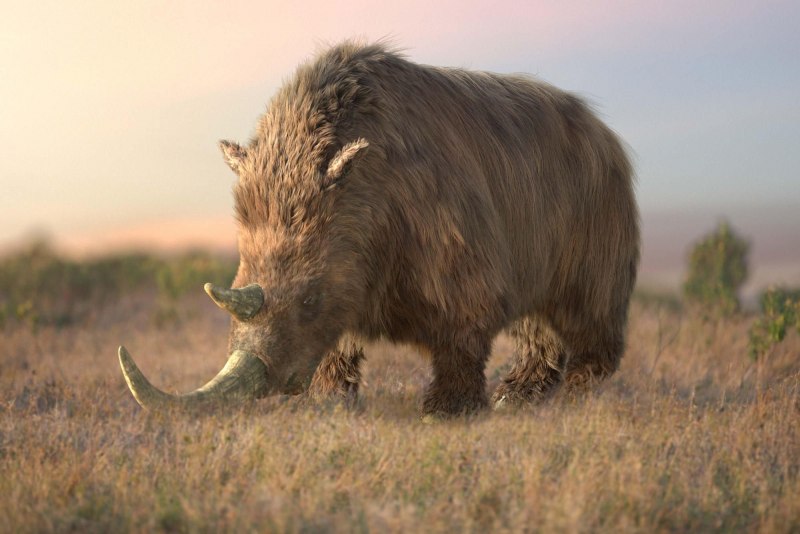 Волосатый носорог (56 фото)
