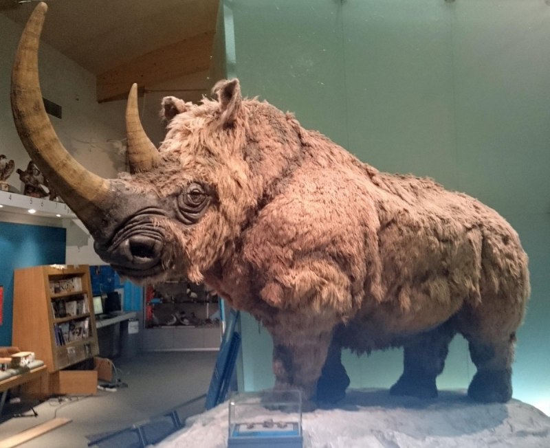 Schleich шерстистый носорог