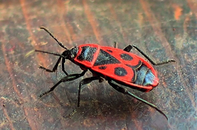 Красно черный жук (63 фото)