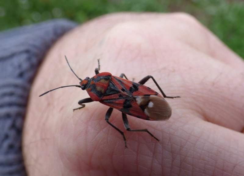 Клоп-солдатик – Pyrrhocoris apterus