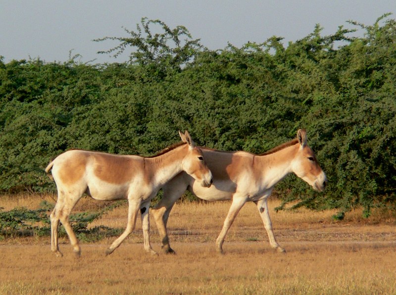Туркменский Кулан