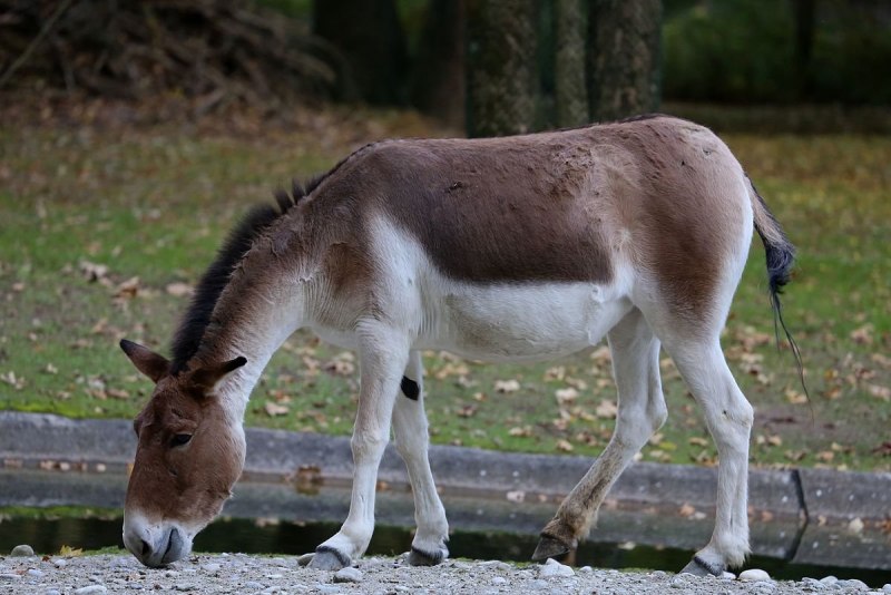 Кианг (Equus Kiang)