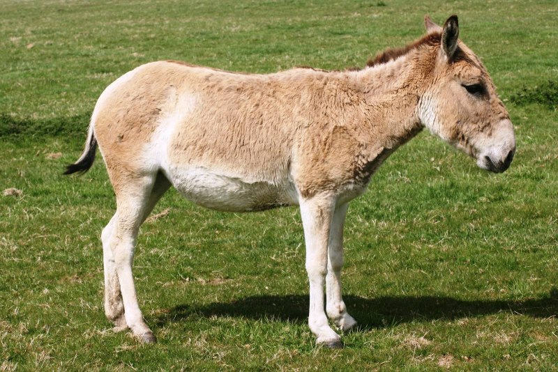 Сирийский Кулан