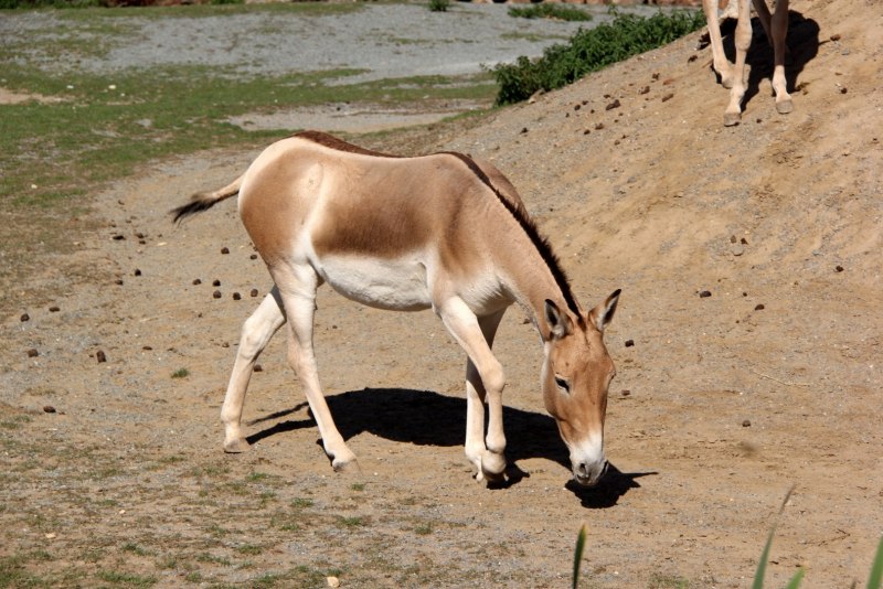 Equus hemionus kulan